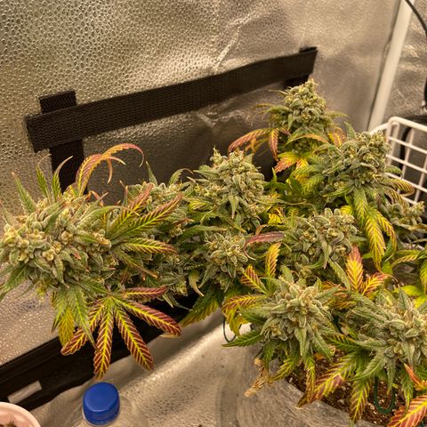 Pinot Noir growlog timeline photo