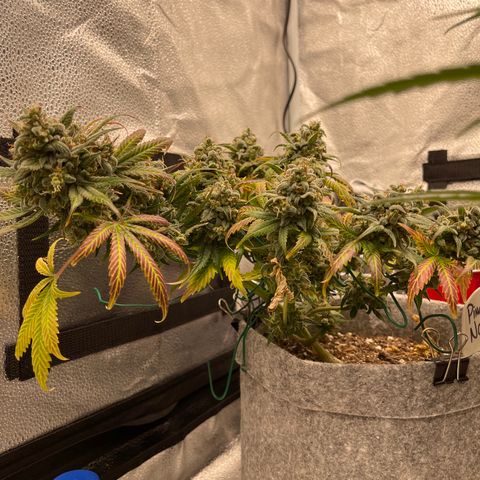 Pinot Noir growlog timeline photo