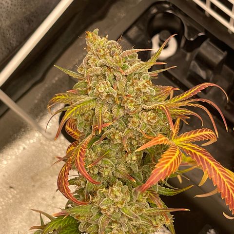Pinot Noir growlog timeline photo