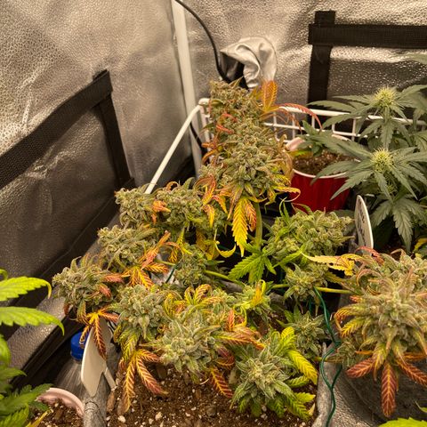 Pinot Noir growlog timeline photo