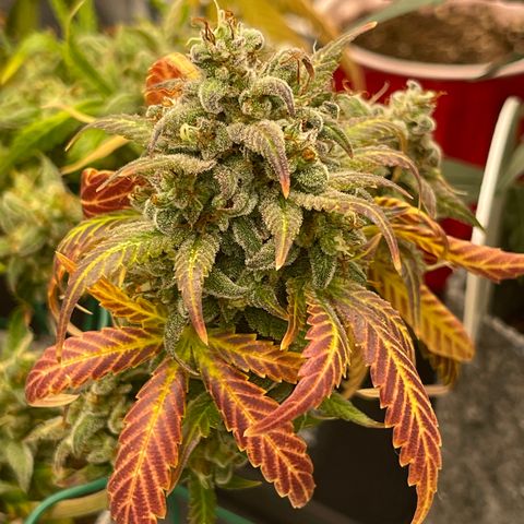 Pinot Noir growlog timeline photo