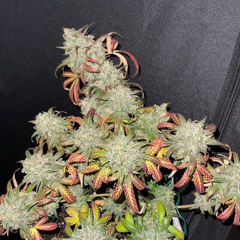 Pinot Noir growlog timeline photo