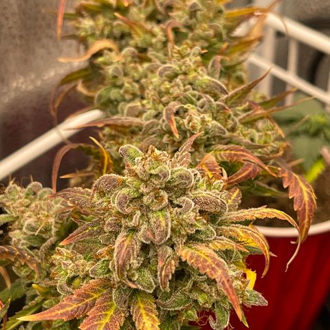 Pinot Noir growlog timeline photo