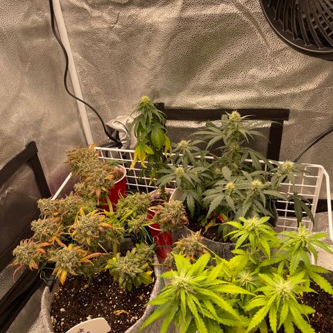 Pinot Noir growlog timeline photo