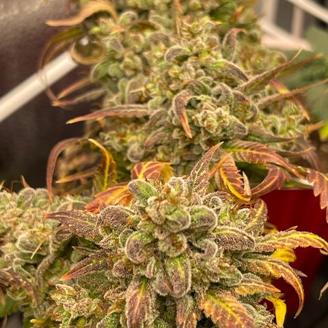 Pinot Noir growlog timeline photo