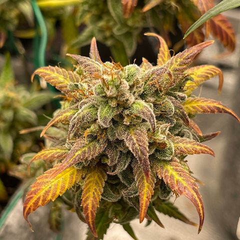 Pinot Noir growlog timeline photo