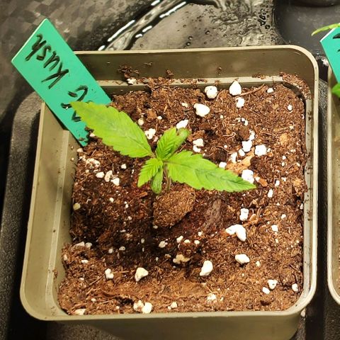 OG Kush growlog timeline photo