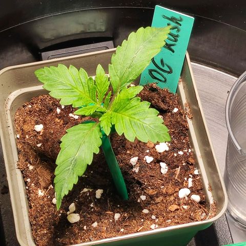 OG Kush growlog timeline photo