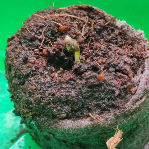 OG Kush growlog timeline photo