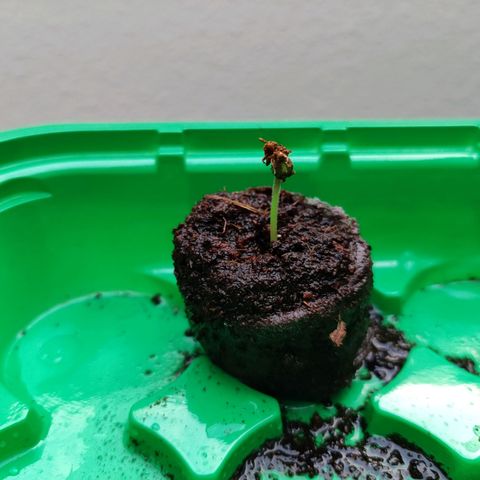 OG Kush growlog timeline photo