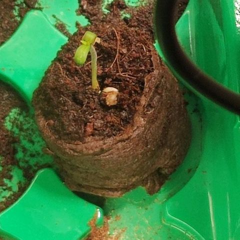 OG Kush growlog timeline photo