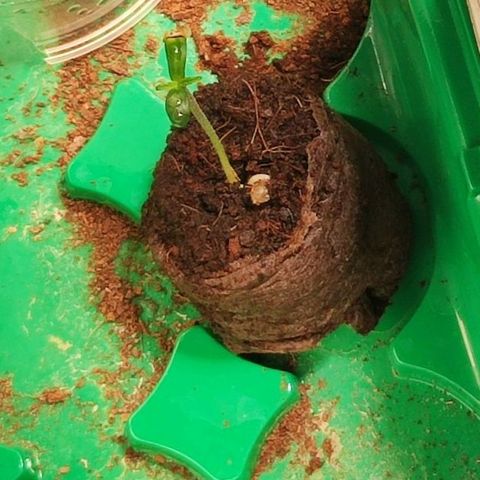 OG Kush growlog timeline photo