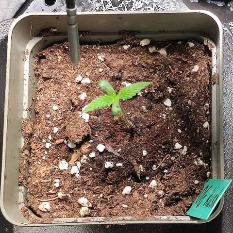 OG Kush growlog timeline photo