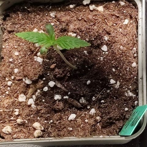 OG Kush growlog timeline photo