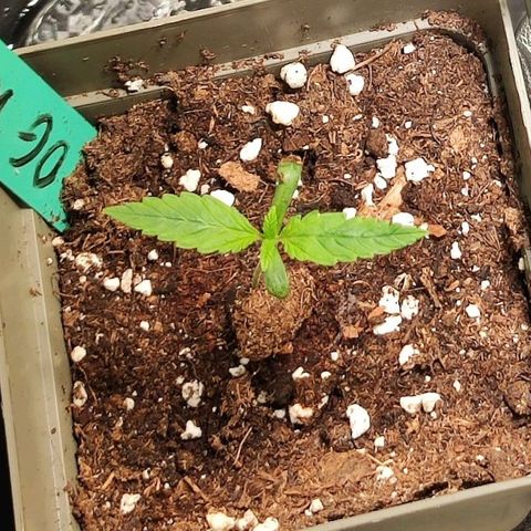 OG Kush growlog timeline photo