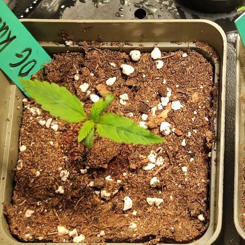 OG Kush growlog timeline photo