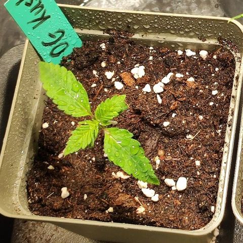 OG Kush growlog timeline photo