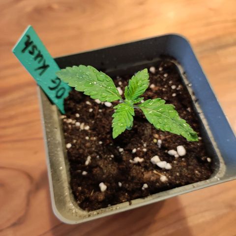 OG Kush growlog timeline photo