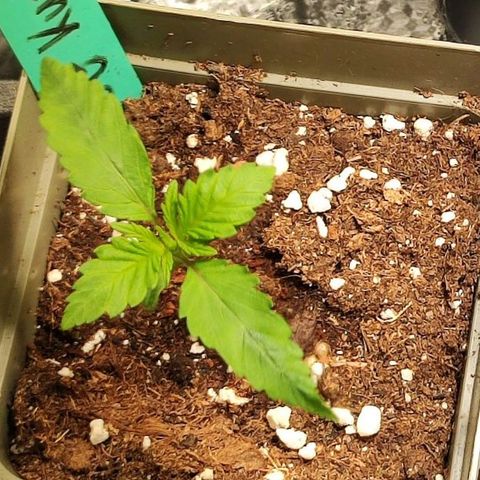 OG Kush growlog timeline photo