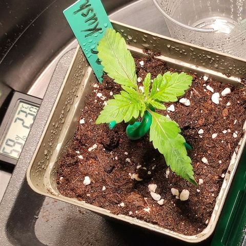 OG Kush growlog timeline photo