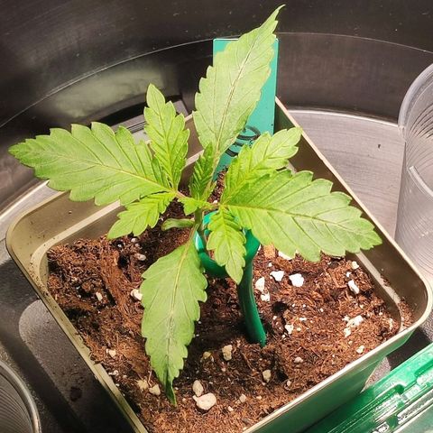 OG Kush growlog timeline photo
