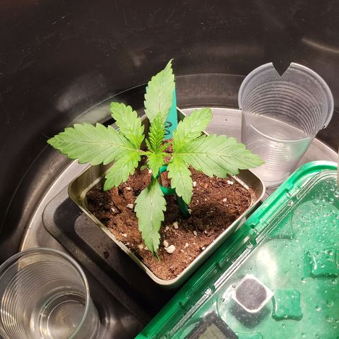 OG Kush growlog timeline photo