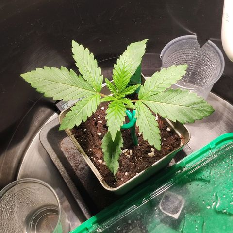 OG Kush growlog timeline photo