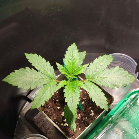 OG Kush growlog timeline photo