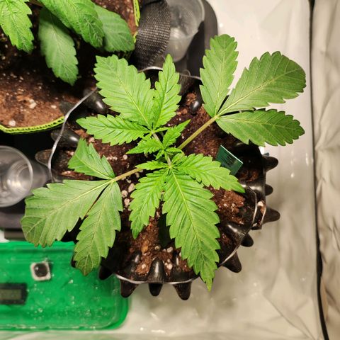 OG Kush growlog timeline photo