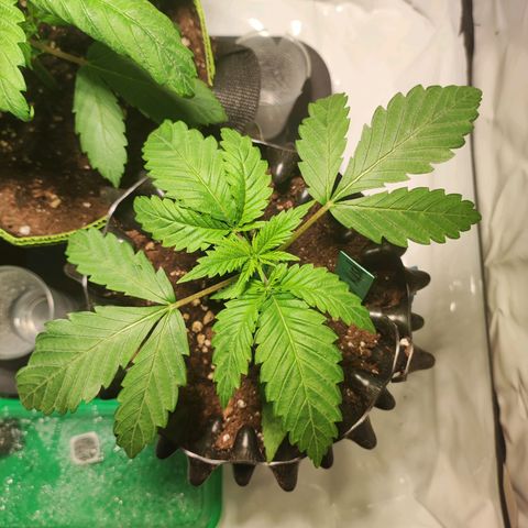 OG Kush growlog timeline photo