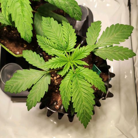 OG Kush growlog timeline photo