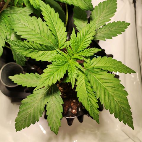 OG Kush growlog timeline photo