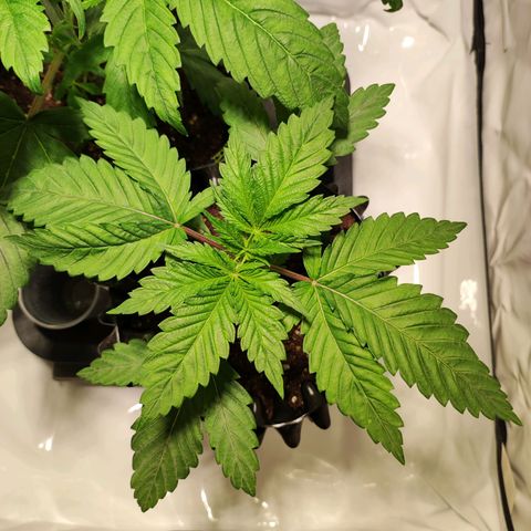 OG Kush growlog timeline photo