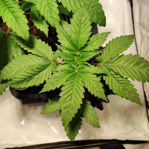 OG Kush growlog timeline photo
