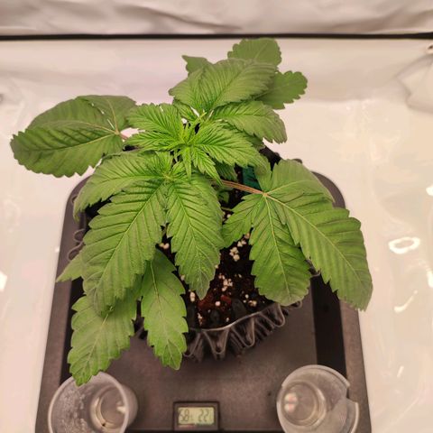 OG Kush growlog timeline photo