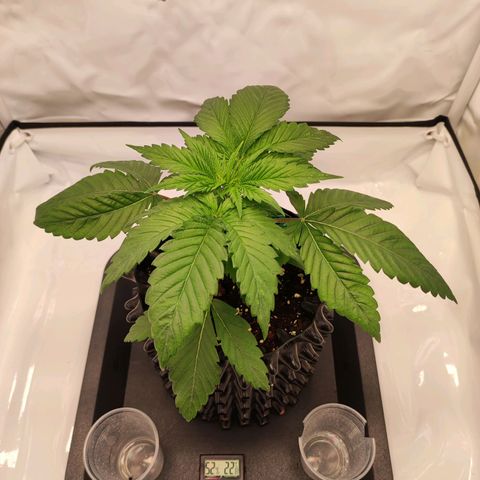 OG Kush growlog timeline photo