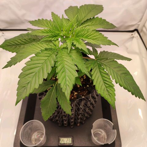 OG Kush growlog timeline photo