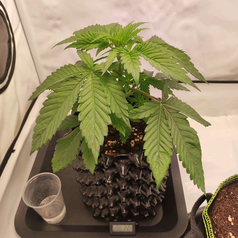 OG Kush growlog timeline photo