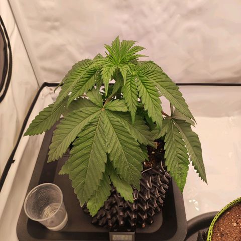 OG Kush growlog timeline photo