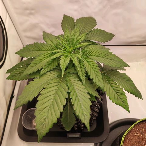 OG Kush growlog timeline photo