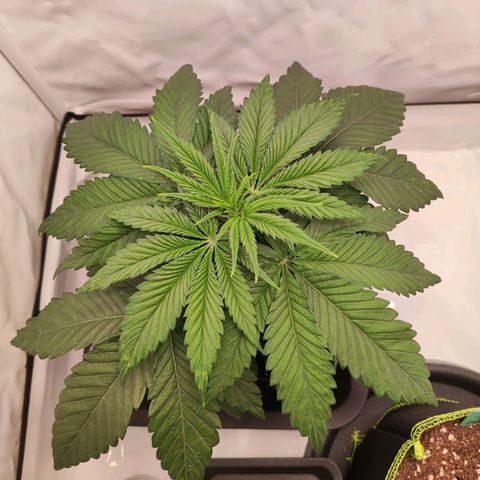 OG Kush growlog timeline photo
