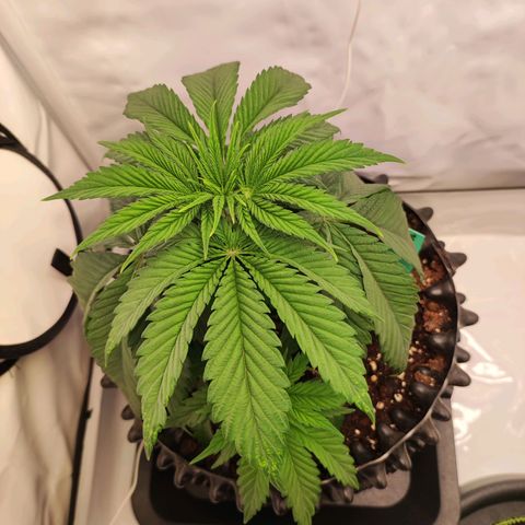 OG Kush growlog timeline photo