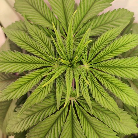 OG Kush growlog timeline photo
