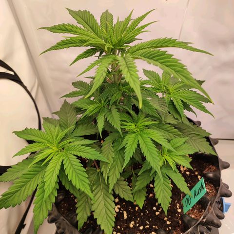 OG Kush growlog timeline photo