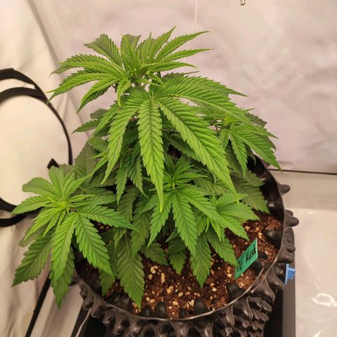OG Kush growlog timeline photo