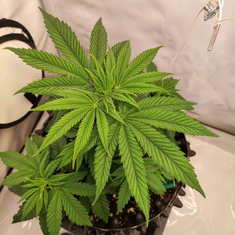 OG Kush growlog timeline photo