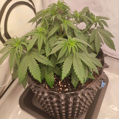 OG Kush growlog timeline photo