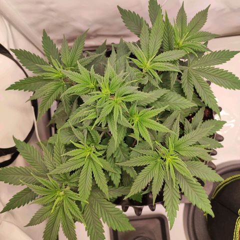 OG Kush growlog timeline photo