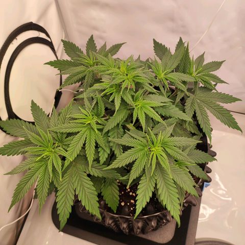 OG Kush growlog timeline photo