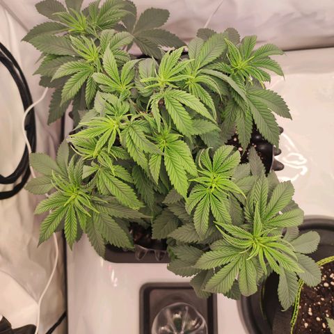 OG Kush growlog timeline photo